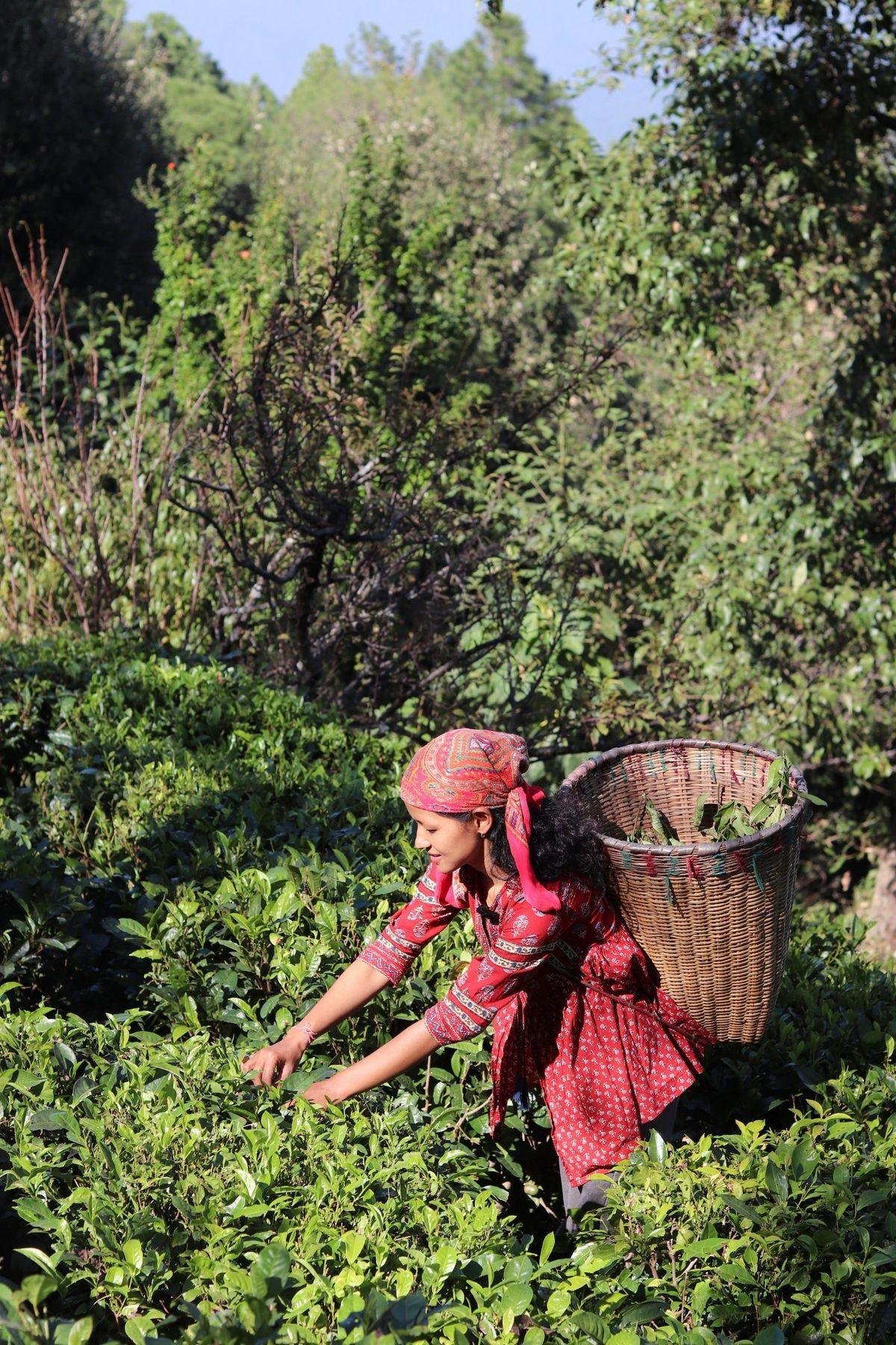 Tea Garden