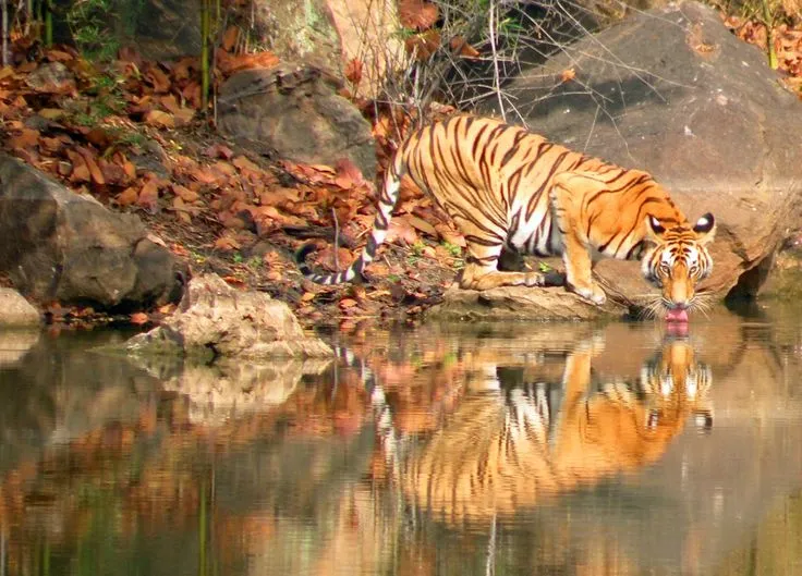 Delhi to Nainital Scenic Transfer and Romantic Evening Stroll
