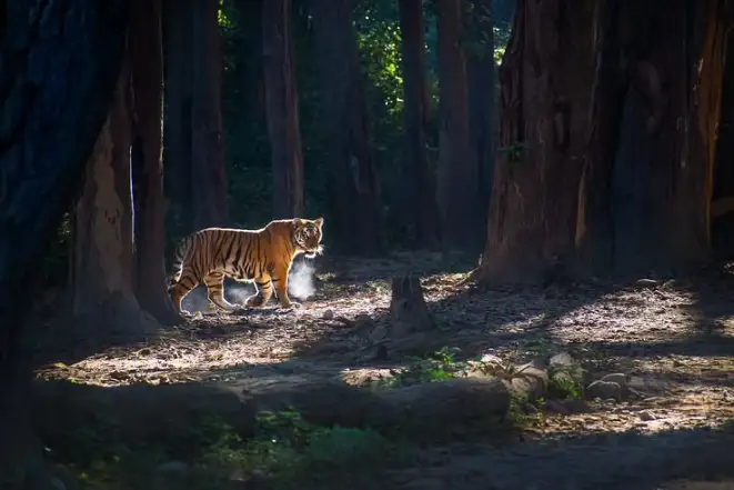 3 Days Delhi to Jim Corbett Safari and Wildlife Adventure Tour Package
